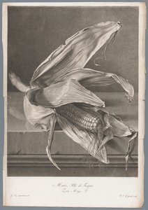 Milho Milho, Trigo da Turquia / Zea Mays L. (título no objeto) Flores tiradas da natureza (...) (título da série) de Pierre François Legrand