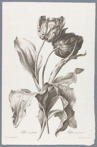 Tulp
Tulipa de Jardim / Tulipa gesneriana L. (título sobre o objecto)
Flores tiradas da vida (...) (título da série) de Pierre François Legrand