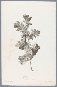 Zomerik Carvalho comum / Quercus robur L. (título no objeto) Flores tiradas da natureza (...) (título da série) de Pierre François Legrand