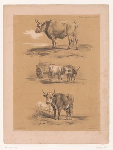 Três estudos de bois e carroça de bois Cooper