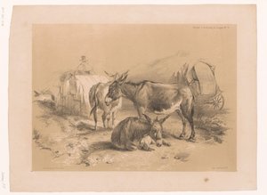 Estudo de três burros Cooper