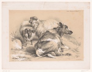 Estudo de duas ovelhas e uma vaca Cooper