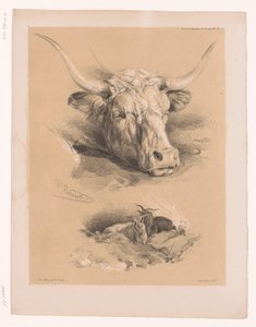 Estudos da cabeça de um bovino e de dois dólares
Estudos com animais por Cooper (título da série)
Études d