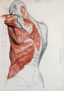 Anatomia humana; Músculos do Torso e Ombro (lápis e giz vermelho sobre papel)