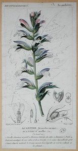 Acanthus Mollis, c.1820 (gravação a cores)