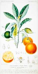 Citrus Aurantium ou Seville Orange , c.1820 (gravação a cores)
