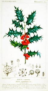 Placa botânica Holly (Ilex aquifolium), c.1820 (cor litho)