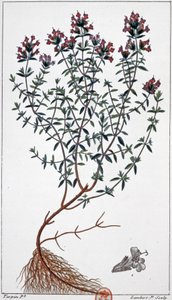 Tomilho, c.1850 (gravura)