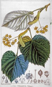 Tília branca, c.1850 (gravura)