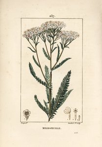 Achillee yarrow - Yarrow, Achillea millefolium. Gravura em chapa de cobre colorida à mão por Lambert Junior a partir de um desenho de Pierre Jean-Francois Turpin de Chaumeton, Poiret e Chamberet "La Flore Medicale", Paris, Panckoucke de Pierre Jean Francois Turpin
