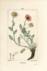 African Pyrethrum - Pellitory of Spain, Anthemis pyrethrum (Anacyclus pyrethrum) com flores, folha, talo e raízes. Gravura em chapa de cobre colorida à mão por Lambert Junior a partir de um desenho de Pierre Jean-Francois Turpin de Chaumeton, Poiret e Cham de Pierre Jean Francois Turpin