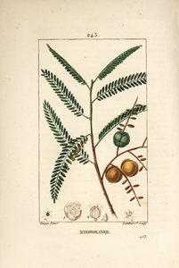 Amla (amala, amalaki), groselha nepalesa ou indiana, mirobolan emblica - groselha nepalesa ou indiana, Phyllanthus emblica, folha, fruto e semente. Gravura em chapa de cobre colorida à mão por Lambert Junior a partir de um desenho de Pierre Jean-Francois T de Pierre Jean Francois Turpin
