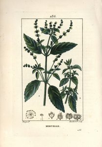 Mercuriale Anual - Mercurial, Mercurialis annua. Gravura em chapa de cobre colorida à mão por Lambert Junior a partir de um desenho de Pierre Jean-Francois Turpin de Chaumeton, Poiret e Chamberet "La Flore Medicale", Paris, Panckoucke de Pierre Jean Francois Turpin
