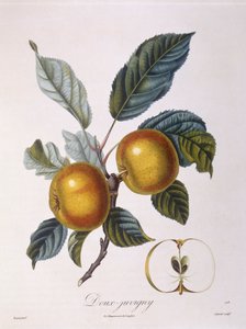 Maçã "Doux-Juvigny" Henry Louis Duhamel du Monceau, placa botânica de Pierre Jean Francois Turpin de Pierre Jean Francois Turpin