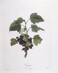 Groselha-negra (Ribes nigrum) ou cassis Noir de Bourgogne Henry Louis Duhamel du Monceau, placa botânica de Pierre Jean Francois Turpin de Pierre Jean Francois Turpin