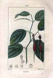 Botânico: pimenta preta - Pimenta preta com folhas e grãos de pimenta, Piper nigrum. Gravura em chapa de cobre colorida à mão por Lambert a partir de um desenho de Pierre Jean-Francois Turpin de Chaumeton, "La Flore Medicale" de Poiret et Chamberet, Paris, de Pierre Jean Francois Turpin