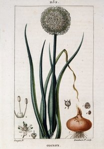 Quadro botânico da cebola - em "Flora médicale" de Chaumeton Chamberet et Poiret. Pintado por E. Penckroute e J.F. Turpin. Ed. Penckroute. Paris de Pierre Jean Francois Turpin