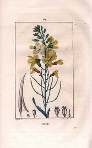 Botânico: flor de couve - Flor de couve, Brassica oleracea. Gravura em chapa de cobre colorida à mão por Lambert a partir de um desenho de Pierre Jean-Francois Turpin de Chaumeton, "La Flore Medicale" de Poiret et Chamberet, Paris, Panckoucke de Pierre Jean Francois Turpin