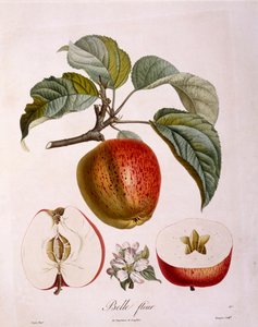 Botânica - Rosaceae - maçã "Bonita flor". (quadro botânico de Pierre Jean Francois Turpin