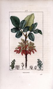 Botânica: "Pistachio, ramo e fruto (pistachio, Pistacia vera, com ramo, folhas, frutos maduros. Gravura de chapa de cobre colorida à mão por Lambert Junior a partir de um desenho de Pierre Jean-Francois Turpin de Chaumeton, Poiret et Chamberet