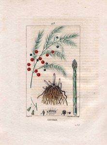 Botânica: espargos - Asparagus root, flor e fruto, Asparagus officinalis. Gravura em chapa de cobre colorida à mão por Lambert a partir de um desenho de Pierre Jean-Francois Turpin de Chaumeton, "La Flore Medicale" de Poiret et Chamberet, Paris, Panckoucke de Pierre Jean Francois Turpin