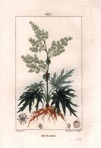 Botânica: ruibarbo - planta, folhas e raízes do ruibarbo, Rheum rhabarbarum. Gravura em chapa de cobre colorida à mão por Lambert a partir de um desenho de Pierre Jean-Francois Turpin de Chaumeton, "La Flore Medicale" de Poiret et Chamberet, Paris, Panckou de Pierre Jean Francois Turpin
