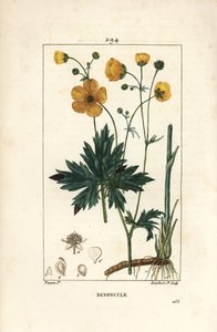 Ranúnculo - Pé-de-cabra erguido, Ranunculus acris, com flor, folha, talo e raiz. Gravura em chapa de cobre colorida à mão por Lambert Junior a partir de um desenho de Pierre Jean-Francois Turpin de Chaumeton, Poiret e Chamberet, "La Flore Medicale", Pa de Pierre Jean Francois Turpin