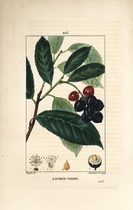 Louro de cerejeira - Louro de cerejeira, Prunus laurocerasus, com folha, fruto e semente. Gravura em chapa de cobre colorida à mão por Lambert Junior a partir de um desenho de Pierre Jean-Francois Turpin de Chaumeton, Poiret e Chamberet de "La Flore Medica de Pierre Jean Francois Turpin