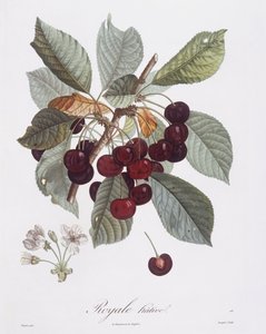 Cerejeira (Prunus avium), Henry Louis Duhamel du Monceau, placa botânica de Pierre Jean Francois Turpin de Pierre Jean Francois Turpin