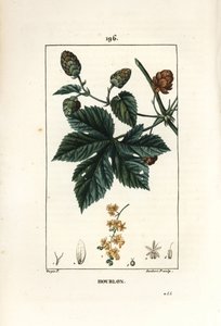 Lúpulo trepador - Lúpulo, Humulus lupulus. Gravura em chapa de cobre colorida à mão por Lambert Junior a partir de um desenho de Pierre Jean-Francois Turpin de Chaumeton, Poiret e Chamberet "La Flore Medicale", Paris, Panckoucke de Pierre Jean Francois Turpin