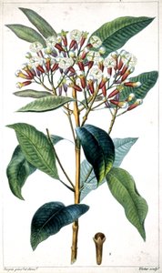 Cravinho e cravinho, meados do século XIX (litografia)
