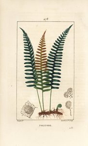 Polypod comum - samambaia Polypody, Polypodium vulgare, com folha, semente e raiz. Gravura em chapa de cobre colorida à mão por Lambert Junior a partir de um desenho de Pierre Jean-Francois Turpin de Chaumeton, Poiret e Chamberet "La Flore Medicale", Paris de Pierre Jean Francois Turpin