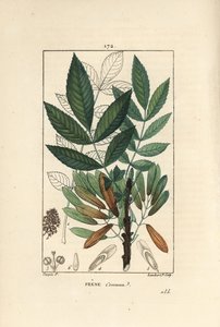 Freixo comum ou freixo eleve - Freixo árvore, Fraxinus excelsior, mostrando ramo, folhas, sementes e folha em contorno. Gravura de chapa de cobre colorida à mão por Lambert Junior a partir de um desenho de Pierre Jean-Francois Turpin de Chaumeton, Poiret e