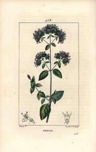 Orégãos comuns, também chamados de manjerona selvagem - Orégãos ou manjerona selvagem, Origanum vulgare, com flor, folha, talo e semente. Gravura em chapa de cobre colorida à mão por Lambert Junior a partir de um desenho de Pierre Jean-Francois Turpin de C