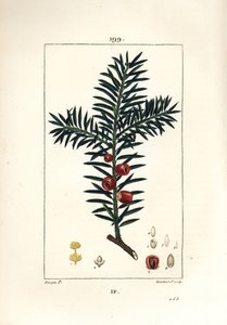Teixo comum ou teixo uma baga - Teixo árvore, Taxus baccata. Gravura em chapa de cobre colorida à mão por Lambert Junior a partir de um desenho de Pierre Jean-Francois Turpin de Chaumeton, Poiret e Chamberet "La Flore Medicale", Paris, Panckoucke de Pierre Jean Francois Turpin