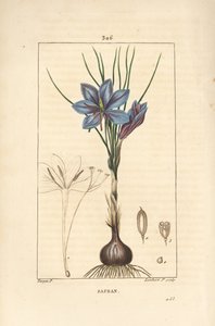Crocus - Crocus crocus açafrão, Crocus sativus, mostrando flor, folha, caule, bulbo e estigma. Gravura em chapa de cobre colorida à mão por Lambert Junior a partir de um desenho de Pierre Jean-Francois Turpin de Chaumeton, Poiret e Chamberet, "La Flore Med de Pierre Jean Francois Turpin