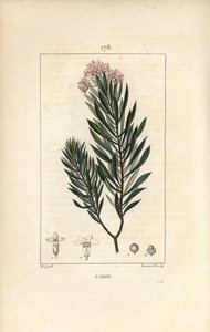 Daphne garou, Thymele ou Saint Bois - Spurge flax, Daphne gnidium. Gravura em chapa de cobre colorida à mão por Lambert Junior a partir de um desenho de Pierre Jean-Francois Turpin de Chaumeton, Poiret e Chamberet "La Flore Medicale", Paris, Panckoucke de Pierre Jean Francois Turpin