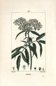 Anão ancião - Anão anão, Sambucus humilis. Gravura em chapa de cobre colorida à mão por Lambert Junior a partir de um desenho de Pierre Jean-Francois Turpin de Chaumeton, Poiret e Chamberet "La Flore Medicale", Paris, Panckoucke de Pierre Jean Francois Turpin