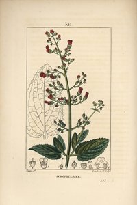 Scrofulary Ear scrofulary - Erva-d