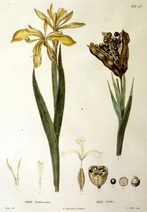 Fetid Iris, gravada por L. J. Allais (gravura colorida à mão) de Pierre Jean Francois Turpin