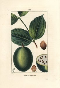 Feve de Saint Ignace - feijão de Jesus ou feijão de Santa Inácio, Strychnos ignatia, mostrando frutos e sementes (feijão), inteiros e em seção. Gravura de chapa de cobre colorida à mão por Lambert Junior a partir de um desenho de Pierre Jean-Francois Turpi