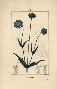 Knautie do campo ou sarna do campo - Sarna do campo, Knautia arvensis, com flor, folha, talo, semente e contorno foliar. Gravura em chapa de cobre colorida à mão por Lambert Junior a partir de um desenho de Pierre Jean-Francois Turpin de Chaumeton, Poiret  de Pierre Jean Francois Turpin