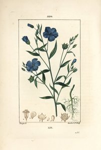 Linho - Linum sativum, Linum sativum. Gravura em chapa de cobre colorida à mão por Lambert Junior a partir de um desenho de Pierre Jean-Francois Turpin de Chaumeton, Poiret e Chamberet "La Flore Medicale", Paris, Panckoucke de Pierre Jean Francois Turpin