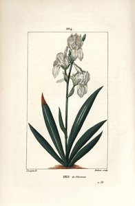 Florentine Iris, Florence Iris - Florentine Iris, Iris florentina, flor e folha. Gravura em chapa de cobre colorida à mão por Dubois a partir de um desenho de Pierre Jean-Francois Turpin de Chaumeton, Poiret e Chamberet de "La Flore Medicale", Paris, Pan de Pierre Jean Francois Turpin