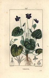 Violeta perfumada - Violeta doce, Viola odorata, com flor, folha, caule e raízes. Gravura em chapa de cobre colorida à mão por Lambert Junior a partir de um desenho de Pierre Jean-Francois Turpin de Chaumeton, Poiret e Chamberet, "La Flore Medicale", Pari de Pierre Jean Francois Turpin