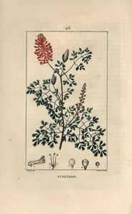 Fumeterre officinale ou Foot de Celine - Fumitório, Fumaria officinalis, mostrando flores, folhas e sementes. Gravura em chapa de cobre colorida à mão por Lambert Junior a partir de um desenho de Pierre Jean-Francois Turpin de Chaumeton, Poiret et Chambere de Pierre Jean Francois Turpin