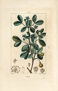 Gaiacum ou madeira sagrada, madeira da vida - Guaiacum, Guajacum officinale. Gravura de chapa de cobre colorida à mão por Lambert Junior a partir de um desenho de Pierre Jean-Francois Turpin de Chaumeton, Poiret e Chamberet "La Flore Medicale", Paris, Panc de Pierre Jean Francois Turpin