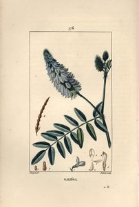 Galega - Arruda de cabra, Galega officinalis, com flor, folha e semente. Gravura em chapa de cobre colorida à mão por Dubois a partir de um desenho de Pierre Jean-Francois Turpin de Chaumeton, Poiret e Chamberet "La Flore Medicale", Paris, Panckoucke de Pierre Jean Francois Turpin