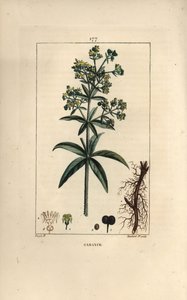 Garance des dyers - Madder, Rubia tinctorum, com raiz, flor, folha e semente. Gravura em chapa de cobre colorida à mão por Lambert Junior a partir de um desenho de Pierre Jean-Francois Turpin de Chaumeton, Poiret e Chamberet de "La Flore Medicale", Paris, de Pierre Jean Francois Turpin