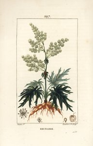 Ruibarbo de jardim - Ruibarbo, Rheum rhabarbarum (Rheum palmatum), com flor, pedúnculo, folha, semente e raiz. Gravura em chapa de cobre colorida à mão por Lambert Junior a partir de um desenho de Pierre Jean-Francois Turpin de Chaumeton, Poiret e Chambere de Pierre Jean Francois Turpin
